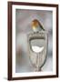 Adult Robin (Erithacus Rubecula) Perched on Spade Handle in the Snow in Winter, Scotland, UK-Mark Hamblin-Framed Photographic Print