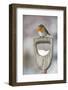 Adult Robin (Erithacus Rubecula) Perched on Spade Handle in the Snow in Winter, Scotland, UK-Mark Hamblin-Framed Photographic Print