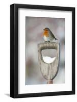 Adult Robin (Erithacus Rubecula) Perched on Spade Handle in the Snow in Winter, Scotland, UK-Mark Hamblin-Framed Photographic Print