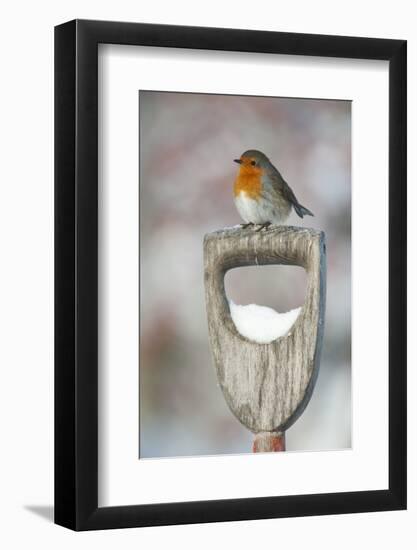 Adult Robin (Erithacus Rubecula) Perched on Spade Handle in the Snow in Winter, Scotland, UK-Mark Hamblin-Framed Photographic Print