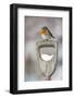 Adult Robin (Erithacus Rubecula) Perched on Spade Handle in the Snow in Winter, Scotland, UK-Mark Hamblin-Framed Photographic Print