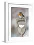 Adult Robin (Erithacus Rubecula) Perched on Spade Handle in the Snow in Winter, Scotland, UK-Mark Hamblin-Framed Photographic Print