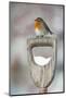 Adult Robin (Erithacus Rubecula) Perched on Spade Handle in the Snow in Winter, Scotland, UK-Mark Hamblin-Mounted Photographic Print