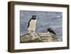 Adult Rockhopper Penguin (Eudyptes Chrysocome) at Nesting Site on New Island, Falkland Islands-Michael Nolan-Framed Photographic Print