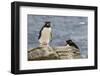 Adult Rockhopper Penguin (Eudyptes Chrysocome) at Nesting Site on New Island, Falkland Islands-Michael Nolan-Framed Photographic Print