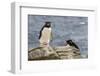 Adult Rockhopper Penguin (Eudyptes Chrysocome) at Nesting Site on New Island, Falkland Islands-Michael Nolan-Framed Photographic Print