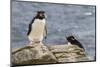 Adult Rockhopper Penguin (Eudyptes Chrysocome) at Nesting Site on New Island, Falkland Islands-Michael Nolan-Mounted Photographic Print