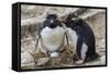 Adult Rockhopper Penguins (Eudyptes Chrysocome) at Nesting Site on New Island, Falkland Islands-Michael Nolan-Framed Stretched Canvas