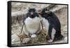 Adult Rockhopper Penguins (Eudyptes Chrysocome) at Nesting Site on New Island, Falkland Islands-Michael Nolan-Framed Stretched Canvas