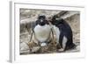 Adult Rockhopper Penguins (Eudyptes Chrysocome) at Nesting Site on New Island, Falkland Islands-Michael Nolan-Framed Photographic Print