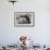 Adult Rockhopper Penguins (Eudyptes Chrysocome) at Nesting Site on New Island, Falkland Islands-Michael Nolan-Framed Photographic Print displayed on a wall