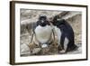 Adult Rockhopper Penguins (Eudyptes Chrysocome) at Nesting Site on New Island, Falkland Islands-Michael Nolan-Framed Photographic Print