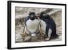 Adult Rockhopper Penguins (Eudyptes Chrysocome) at Nesting Site on New Island, Falkland Islands-Michael Nolan-Framed Photographic Print