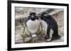 Adult Rockhopper Penguins (Eudyptes Chrysocome) at Nesting Site on New Island, Falkland Islands-Michael Nolan-Framed Photographic Print