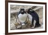 Adult Rockhopper Penguins (Eudyptes Chrysocome) at Nesting Site on New Island, Falkland Islands-Michael Nolan-Framed Photographic Print