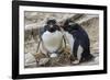 Adult Rockhopper Penguins (Eudyptes Chrysocome) at Nesting Site on New Island, Falkland Islands-Michael Nolan-Framed Photographic Print