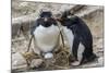 Adult Rockhopper Penguins (Eudyptes Chrysocome) at Nesting Site on New Island, Falkland Islands-Michael Nolan-Mounted Photographic Print