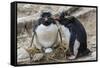 Adult Rockhopper Penguins (Eudyptes Chrysocome) at Nesting Site on New Island, Falkland Islands-Michael Nolan-Framed Stretched Canvas