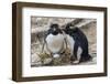 Adult Rockhopper Penguins (Eudyptes Chrysocome) at Nesting Site on New Island, Falkland Islands-Michael Nolan-Framed Photographic Print