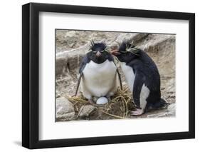 Adult Rockhopper Penguins (Eudyptes Chrysocome) at Nesting Site on New Island, Falkland Islands-Michael Nolan-Framed Photographic Print