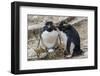 Adult Rockhopper Penguins (Eudyptes Chrysocome) at Nesting Site on New Island, Falkland Islands-Michael Nolan-Framed Photographic Print