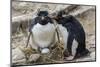 Adult Rockhopper Penguins (Eudyptes Chrysocome) at Nesting Site on New Island, Falkland Islands-Michael Nolan-Mounted Photographic Print