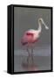 Adult Roseate Spoonbill (Platalea Ajaja) in Breeding Plumage-Lynn M^ Stone-Framed Stretched Canvas