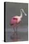 Adult Roseate Spoonbill (Platalea Ajaja) in Breeding Plumage-Lynn M^ Stone-Stretched Canvas