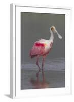 Adult Roseate Spoonbill (Platalea Ajaja) in Breeding Plumage-Lynn M^ Stone-Framed Photographic Print