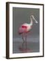 Adult Roseate Spoonbill (Platalea Ajaja) in Breeding Plumage-Lynn M^ Stone-Framed Photographic Print