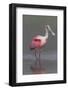 Adult Roseate Spoonbill (Platalea Ajaja) in Breeding Plumage-Lynn M^ Stone-Framed Photographic Print