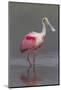 Adult Roseate Spoonbill (Platalea Ajaja) in Breeding Plumage-Lynn M^ Stone-Mounted Photographic Print