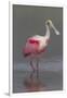 Adult Roseate Spoonbill (Platalea Ajaja) in Breeding Plumage-Lynn M^ Stone-Framed Photographic Print