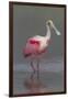 Adult Roseate Spoonbill (Platalea Ajaja) in Breeding Plumage-Lynn M^ Stone-Framed Photographic Print