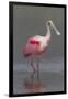 Adult Roseate Spoonbill (Platalea Ajaja) in Breeding Plumage-Lynn M^ Stone-Framed Photographic Print