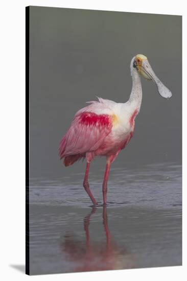 Adult Roseate Spoonbill (Platalea Ajaja) in Breeding Plumage-Lynn M^ Stone-Stretched Canvas