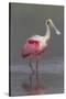 Adult Roseate Spoonbill (Platalea Ajaja) in Breeding Plumage-Lynn M^ Stone-Stretched Canvas