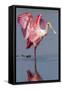 Adult Roseate Spoonbill (Platalea Ajaja)-Lynn M^ Stone-Framed Stretched Canvas