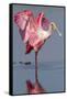 Adult Roseate Spoonbill (Platalea Ajaja)-Lynn M^ Stone-Framed Stretched Canvas