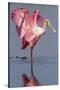 Adult Roseate Spoonbill (Platalea Ajaja)-Lynn M^ Stone-Stretched Canvas