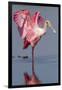 Adult Roseate Spoonbill (Platalea Ajaja)-Lynn M^ Stone-Framed Photographic Print