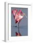 Adult Roseate Spoonbill (Platalea Ajaja)-Lynn M^ Stone-Framed Photographic Print