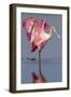 Adult Roseate Spoonbill (Platalea Ajaja)-Lynn M^ Stone-Framed Photographic Print