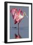 Adult Roseate Spoonbill (Platalea Ajaja)-Lynn M^ Stone-Framed Photographic Print