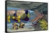 Adult Royal Angelfish Parents Guarding their Young-Stocktrek Images-Framed Stretched Canvas