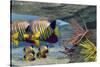 Adult Royal Angelfish Parents Guarding their Young-Stocktrek Images-Stretched Canvas