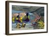 Adult Royal Angelfish Parents Guarding their Young-Stocktrek Images-Framed Premium Giclee Print