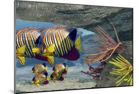 Adult Royal Angelfish Parents Guarding their Young-Stocktrek Images-Mounted Premium Giclee Print