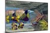 Adult Royal Angelfish Parents Guarding their Young-Stocktrek Images-Mounted Art Print