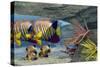 Adult Royal Angelfish Parents Guarding their Young-Stocktrek Images-Stretched Canvas